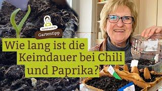 Keimdauer: Wie lange brauchen Chili und Paprika-Samen zum keimen?