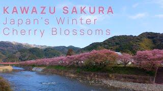 Kawazu Sakura: Japan's Winter Cherry Blossoms