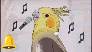 корелла учим "don't worry be happy"️cockatiel"worry be happy" папугаи корелла