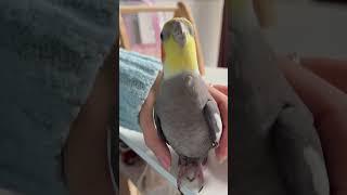 #birds #lovebirdsaspats #parrot #lovebirds #lovesigns #handtembird