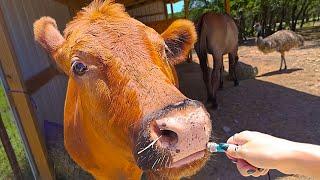 Maya does some tiny mic ASMR in the pasture at Alveus