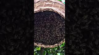 Black bee  new swarm