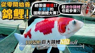 【從零開始養】冠軍錦鯉!110公分?史上最貴巨大錦鯉價值X億日幣?錦鯉居然吃三色豆?冠軍長怎樣?日本的愛情魚?【許伯簡芝】