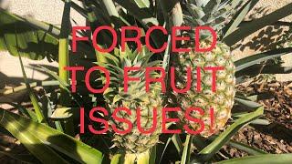 PUSH YOUR PINEAPPLE PLANTS TO FRUIT- But WATCH THIS VIDEO FIRST for important Tips and Tricks !