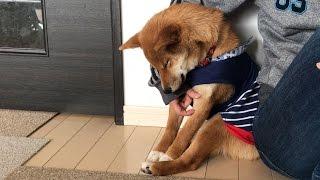 ウトウトひじカックン falling into a doze.....  柴犬ゆき Shiba inu, Yuki