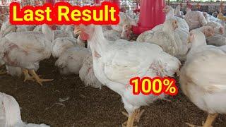 Final result of my poultry/Summer season poultry farming