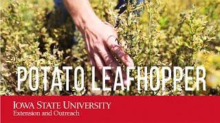 Alfalfa and Potato Leafhopper Video (Control, Damage, Insecticide)