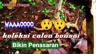 Survai  lokasi  Bonsai d lahan ground milik Bang Roni