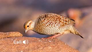 Grey francolin (Francolinus pondicerianus, Teetar, तितर) in its habitat and call