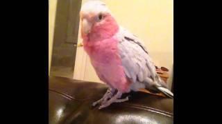 Rose Breasted Cockatoo Waves And Talks