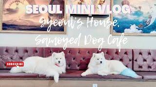 Things to do in Hongdae | Visit Samoyed Dog Cafe in Hongdae!