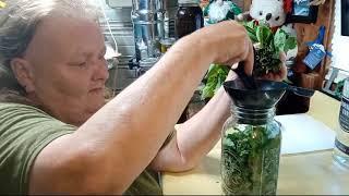 Making A Canadian Wild Lettuce Tincture