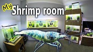 Culling 93 BLUE BOLT SHRIMPS from all my tanks!  - Shrimp room update