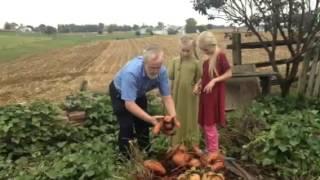 Sweet potato harvest Amish