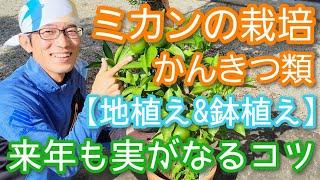 【みかん(柑橘類)の手入れ】来年も実がなる栽培のコツを鉢植えと庭木で解説(2024年9月)