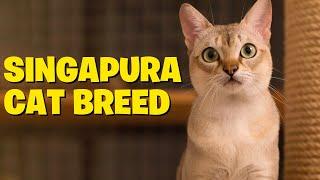 The Charming Singapura Cat Breed- Everything You Need to Know