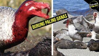 Kalau liat Mending Kabur,  Burung Pemangsa Paling Berbahaya di Dunia