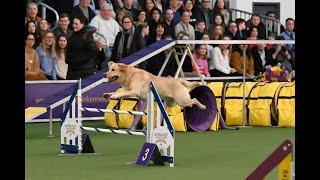Best of Masters Agility Championship at Westminster | WKC