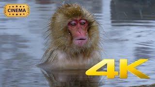 The Japanese Snow Monkeys of Jigokudani in Nagano - 4K Remastered