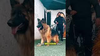 German Shepherd: Majestic Guardians #shorts #shortsfeed #tranding #trend  #viral