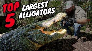 Top 5 LARGEST ALLIGATORS at Gatorland!