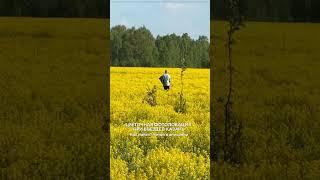 Цветочное поле для красивых фотографий возле Казани