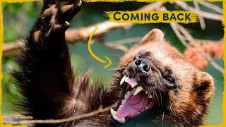 The Return of The Wolverine: Europe’s rarest large predator