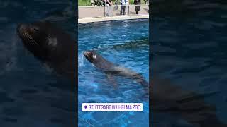 Лапочка-тюлень в зоопарке Штутгарта #christinasanko #германия #своимируками