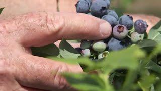 Local blueberry farms overcame several challenges to get fruit on your family's table