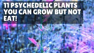 11 Psychedelic Plants You Can Grow But Not Eat!