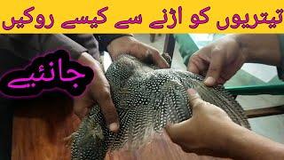 Clipping or Stitching of Wings of Guinea Fowl by Dr. Usman Mirza #drusmanmirza #guineafowl #viral