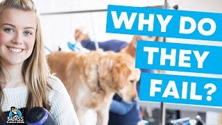 Why Do Dog Grooming Businesses Fail? | 7 Reasons to Watch Out For