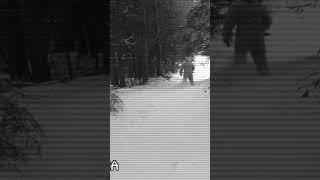 Bigfoot Sightings!