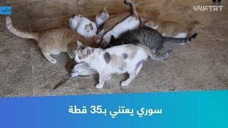 سوري يعتني بـ35 قطة