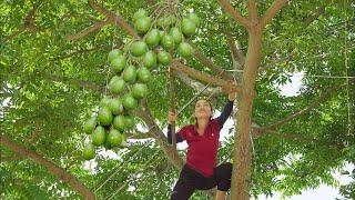 Harvesting Ambarella (hog Plum) Go to the market sell - Lý Thị Hoa