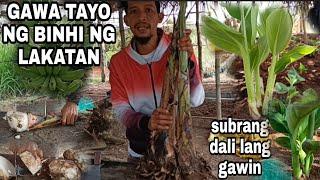 Macro propagation banana lakatan, step by step' tagalog Tutorial& tips/ Gha Agri Tv