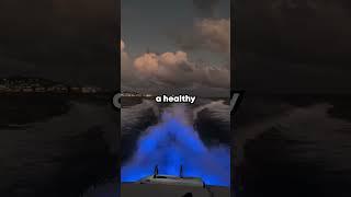 Conor Mcgregor Money Madnessb #grindset #successmindset #millionairemotivation #moneymindset #money