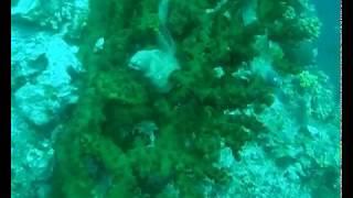 Колония мурен на коралловом рифе. Лучший питомник для разведения мурен мурен