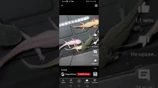 аксалотли в ряальной жизни