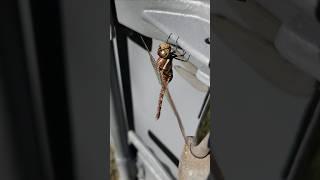 Dragon fly hanging around #shorts