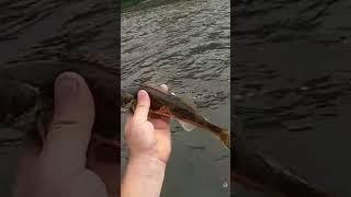 WABASH SAUGER!! released  #catchandrelease #fishing #river #wabash