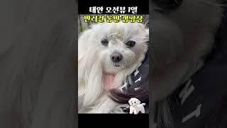 작년에 이어 올해도 태안 바다뷰 1열 애견동반 캠핑장에서 2박3일 아내와 반려견과 즐거운 시간을 보내고 왔습니다. hoonique-kr 후니크