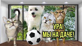 влог: ПЕРВЫЙ ДАЧНЫЙ ВЛОГ! ОБУСТРОИЛИ КОМНАТУ КОТОВ