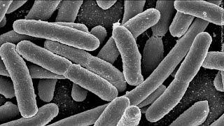 Investigation into E. coli outbreak almost complete, St. Louis County health officials say