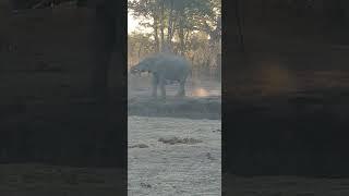 Villagers drilled a borehole for elephants in Zimbabwe Plumtree village