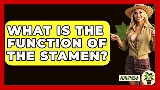 What Is The Function Of The Stamen? - The Plant Enthusiast
