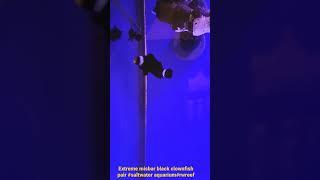 Extreme misbar black clownfish