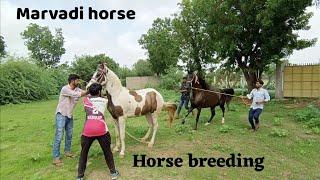 horse breeding । marvadi horse breeding। horse lover। ️#horse #horsemanship #horsebreedingstable