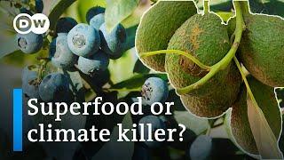 Superfoods and the environment - Avocados and blueberries from South America | DW Documentary