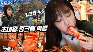 [SUB] Giant King Crab & Snow Crab Catching and Eating 10kg Korean Mukbang